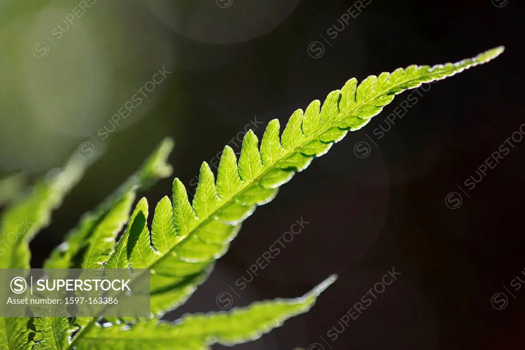Leaf, leaves, detail, fern, nature, back light, macro, close-up, plant, Switzerland, Seleger moor, summer, Zurich, green