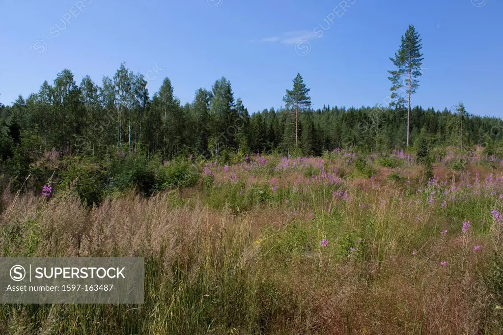 Scandinavia, Finland, north, Europe, Northern Europe, country, travel, vacation, wood, forest, wood glade, clearing, landscape, plants, thicket, reaff...