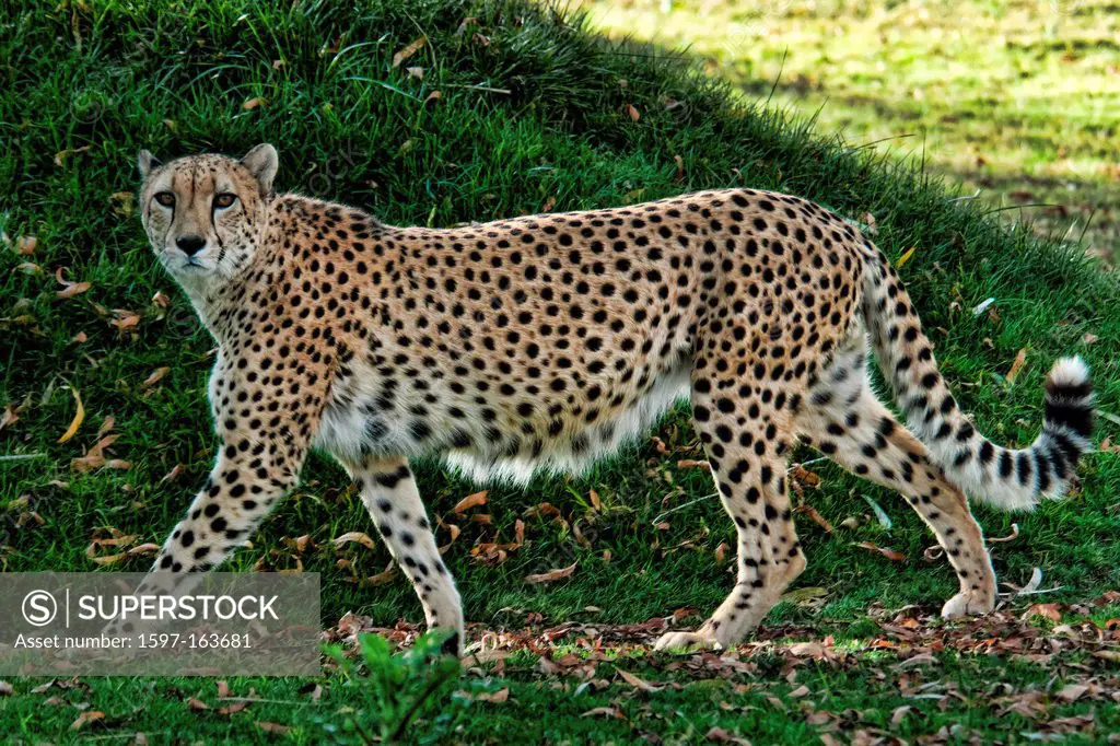 cheetah, acinonyx jubatus, leopard, animal, USA, Vereinigte Staaten, Amerika,