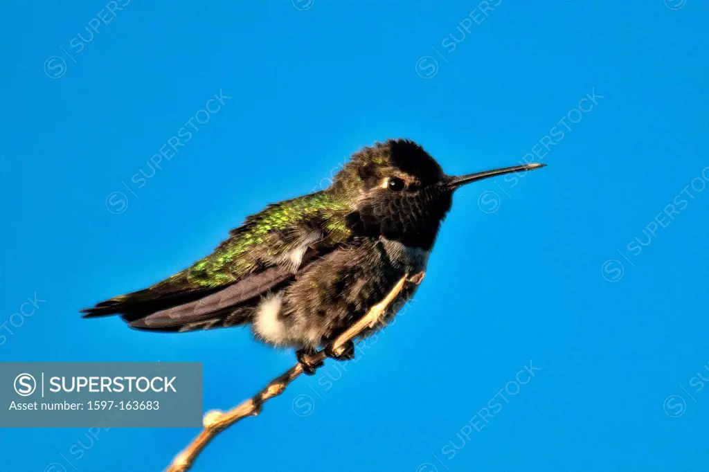 costa´s hummingbird, calypte costae, hummingbird, bird, USA, Vereinigte Staaten, Amerika,