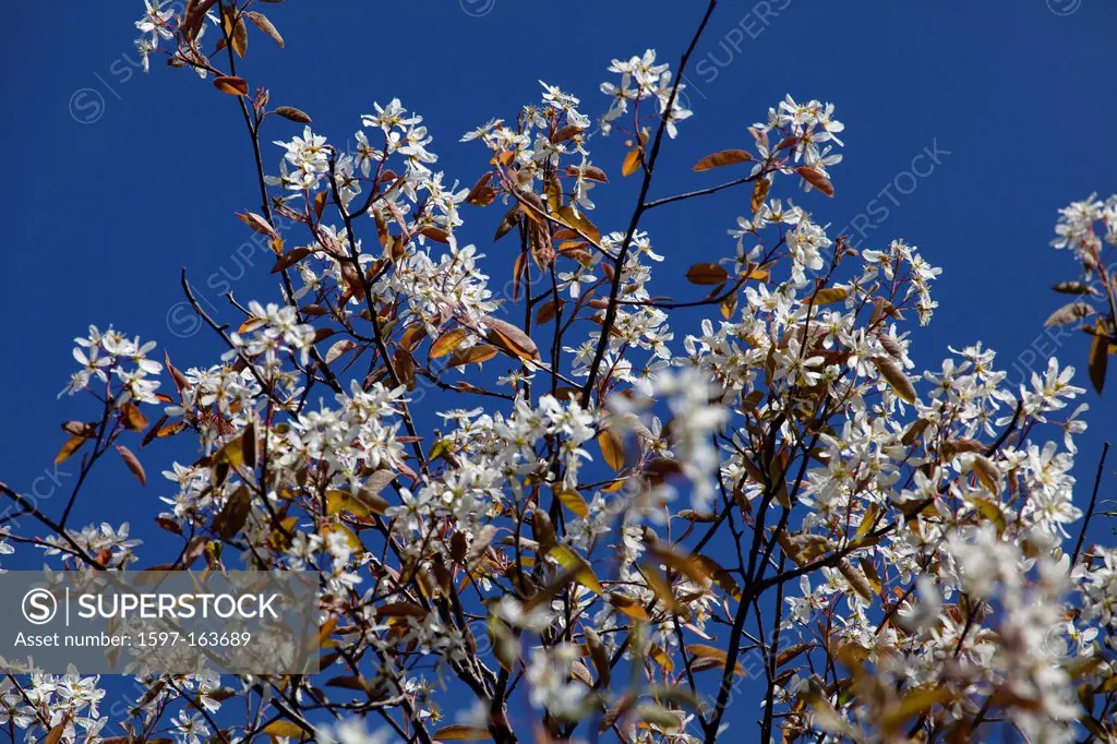 Flowers, flowers, White, spring, contrast, White, blue,