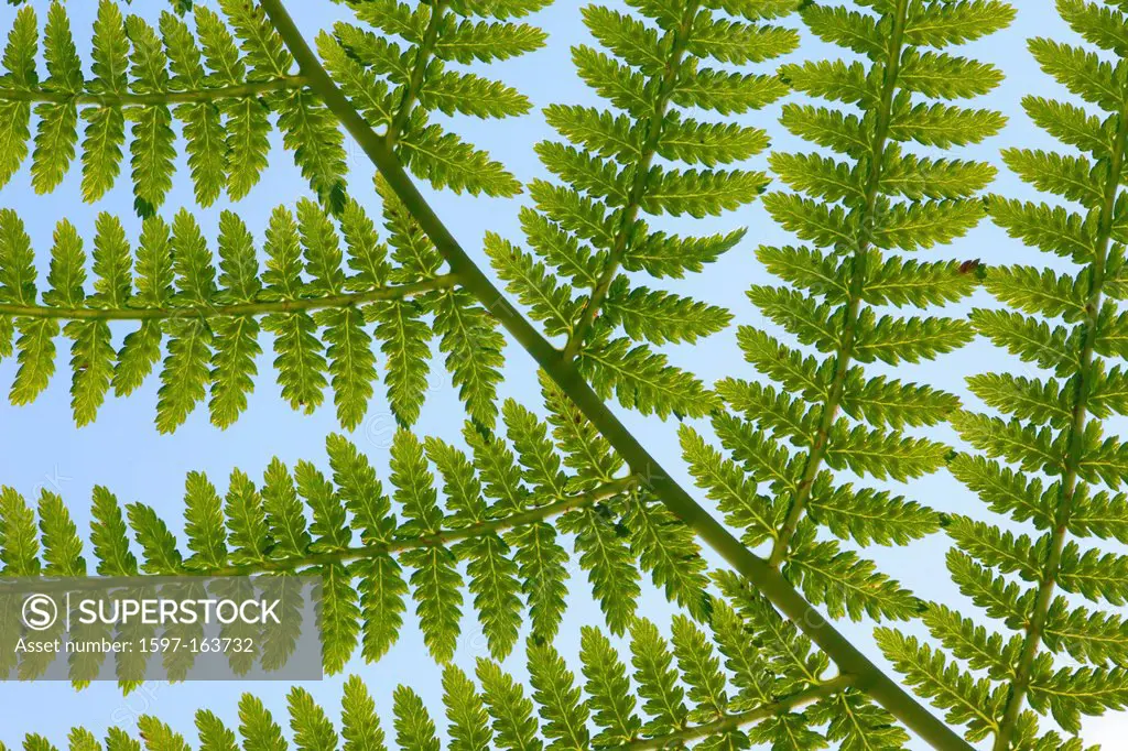 Leaf, leaves, detail, fern, nature, back light, background, macro, pattern, structure, close-up, plant, Switzerland, Seleger moor, summer, Zurich, abs...