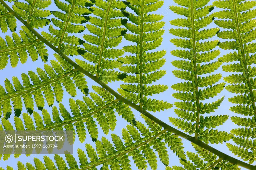 Leaf, leaves, detail, fern, nature, back light, background, macro, pattern, structure, close-up, plant, Switzerland, Seleger moor, summer, Zurich, abs...