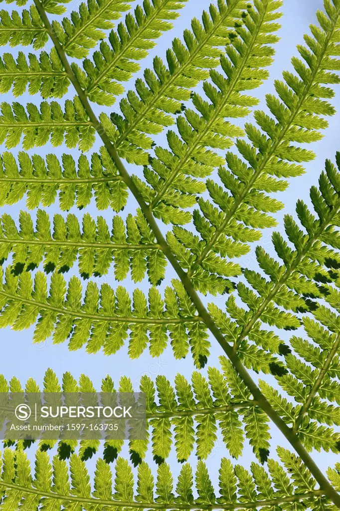 Leaf, leaves, detail, fern, nature, back light, background, macro, pattern, structure, close-up, plant, Switzerland, Seleger moor, summer, Zurich, abs...