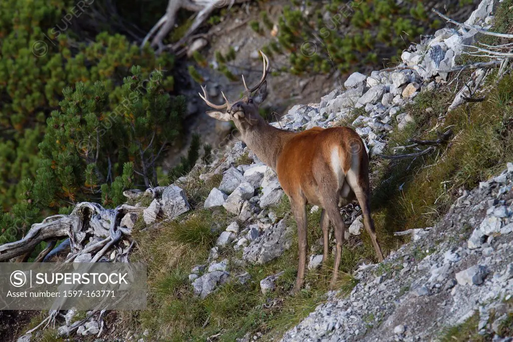 Graubünden, Grisons, Switzerland, animal, red deer, Cervus elaphus, stone, antlers, game, deer, stag,