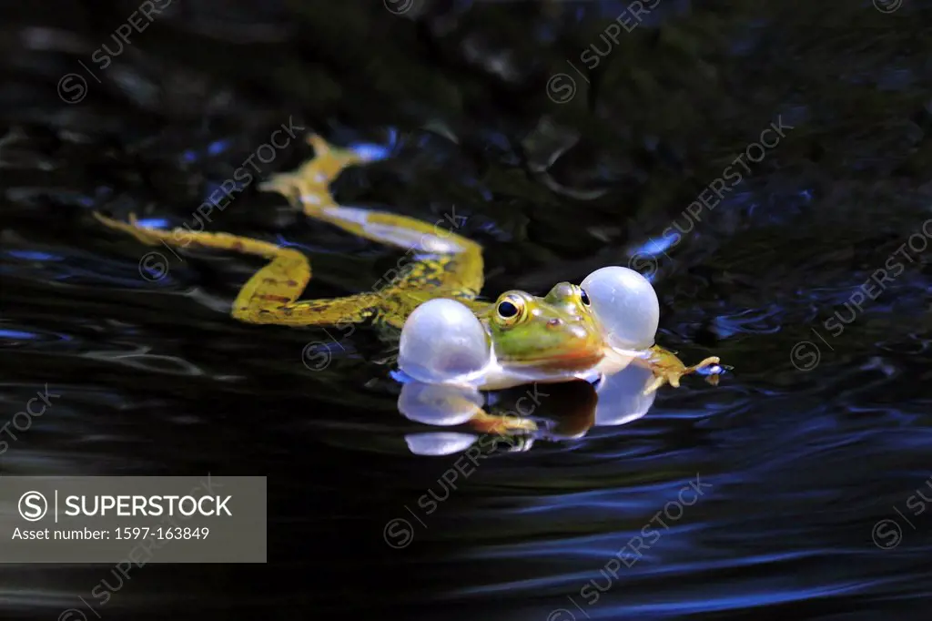1, frog, spring, males, mating call, mating season, portrait, Croaking, Rana esculenta, call, vocal sac, Switzerland, Seleger moor, pond, water, water...