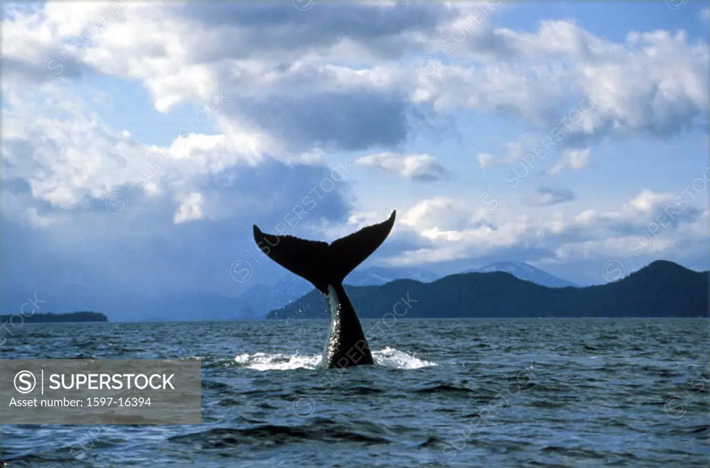 animal, animals, coast, hump whale, Megaptera novaeangliae, sea, tail fin, Whale