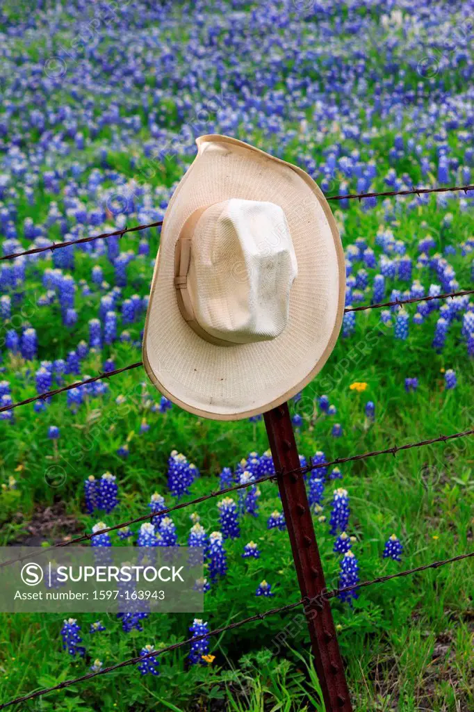 Ennis, Lupinus texensis, Texas, USA, biennial plant, bluebonnets field, spring, hat, straw hat, wire fence