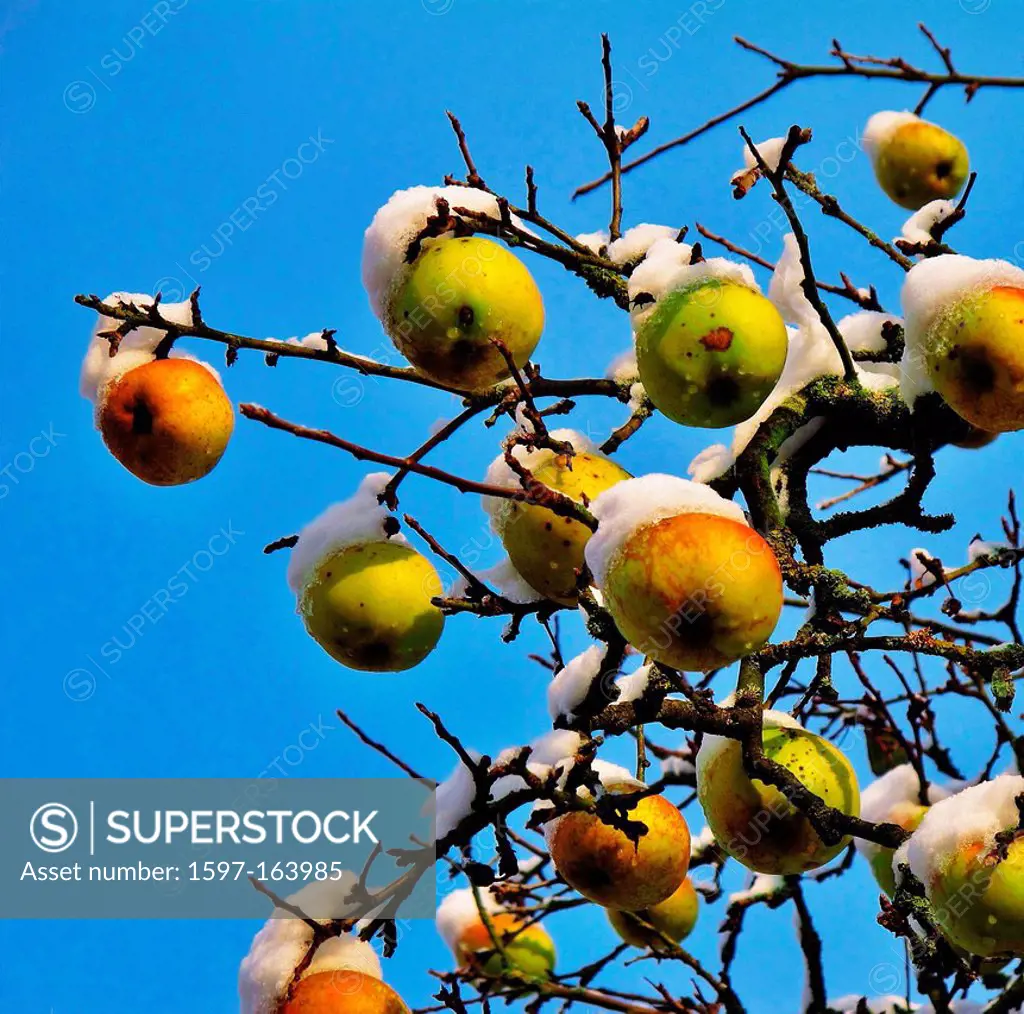Germany, Europe, Franconia, tree, apple tree, branches, knots, apples, snowy apples, detail, snow, cold, winter,