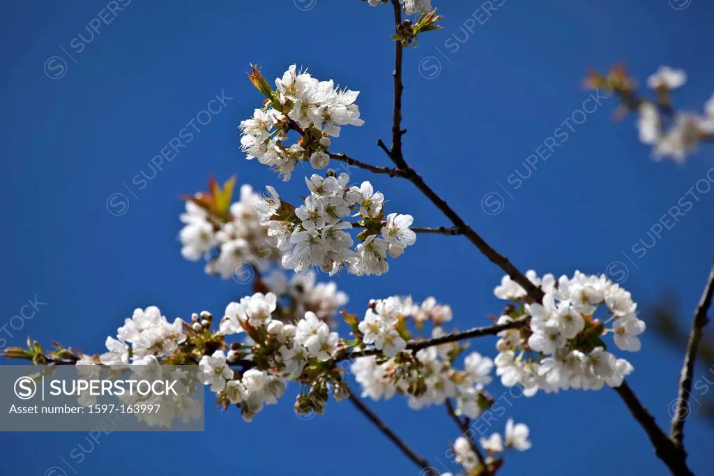 Cherry, cherries, cherry tree, cherry blossoms, fruit_tree, fruit, fruit flowers, farming, flowers, white, spring,