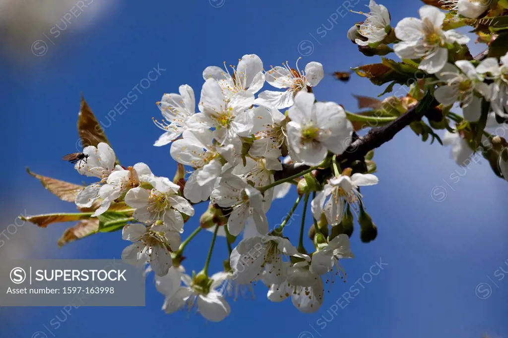 Cherry, cherries, cherry tree, cherry blossoms, fruit_tree, fruit, fruit flowers, farming, flowers, white, spring,
