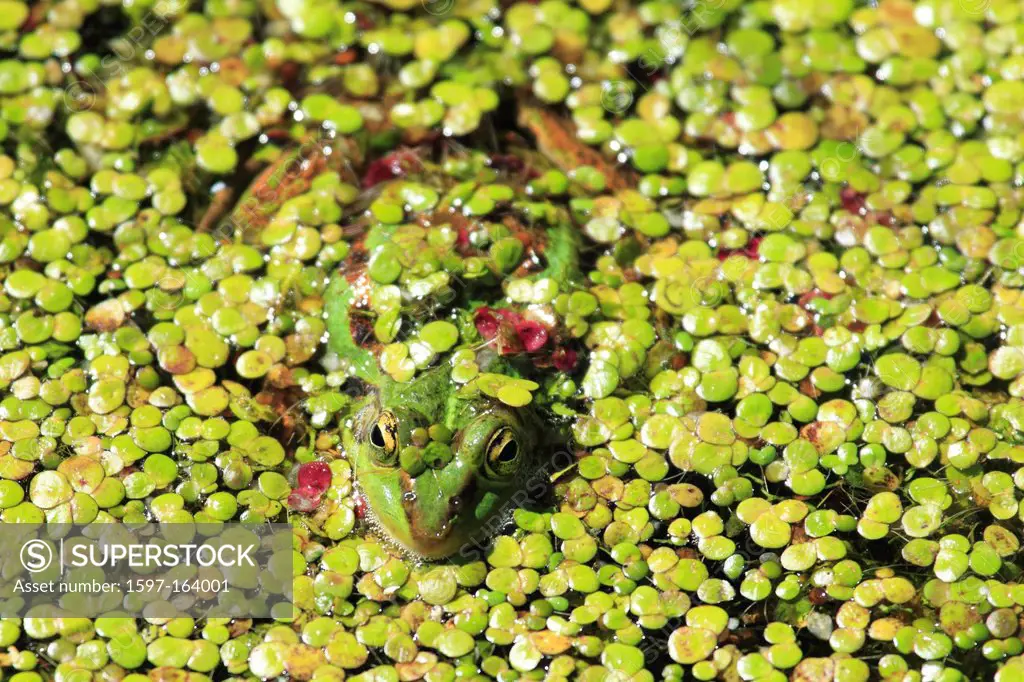 1, leaves, frog, spring, male, portrait, Rana esculenta, Switzerland, Seleger moor, camouflage, pond, water, water frog, pond, Zurich, one, in disguis...