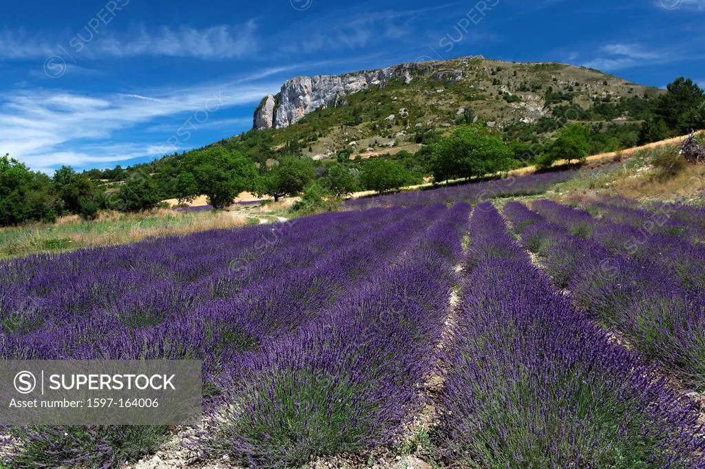 Lavender, agriculture, lavender field, field, mauve, smell, blossom, flourish, perfume, mountains, plant, bee, the sun, Provence, Drome, Vaucluse, Fra...