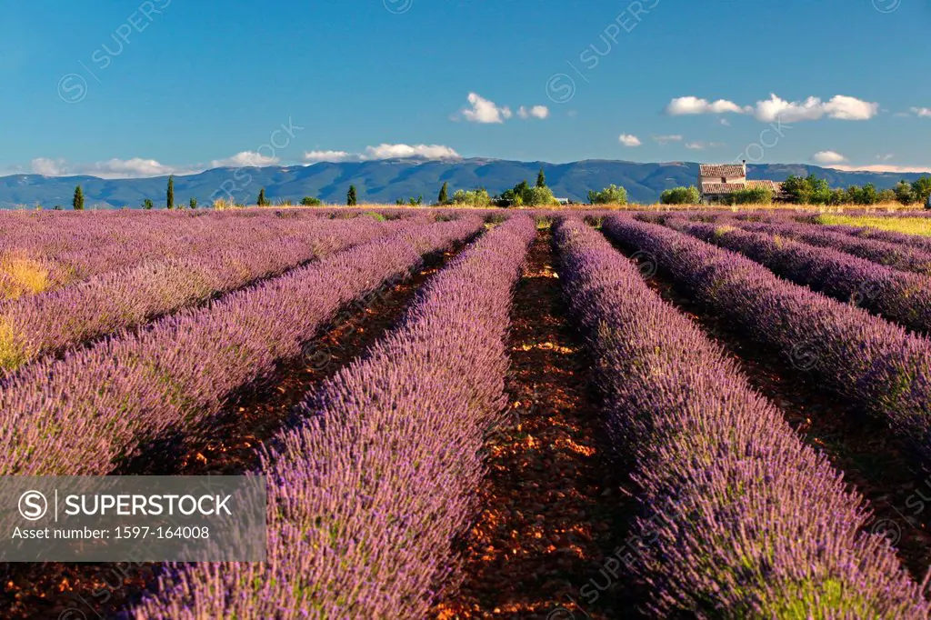 Lavender, agriculture, lavender field, field, mauve, smell, perfume, Provence, France, morning