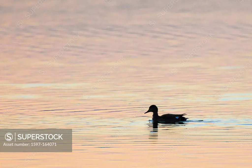 Evening, mood, duck, Greifensee, nature, preserve, conservation area, reflection, rest, reserve, Switzerland, lake, silhouette, reflection, silence, c...