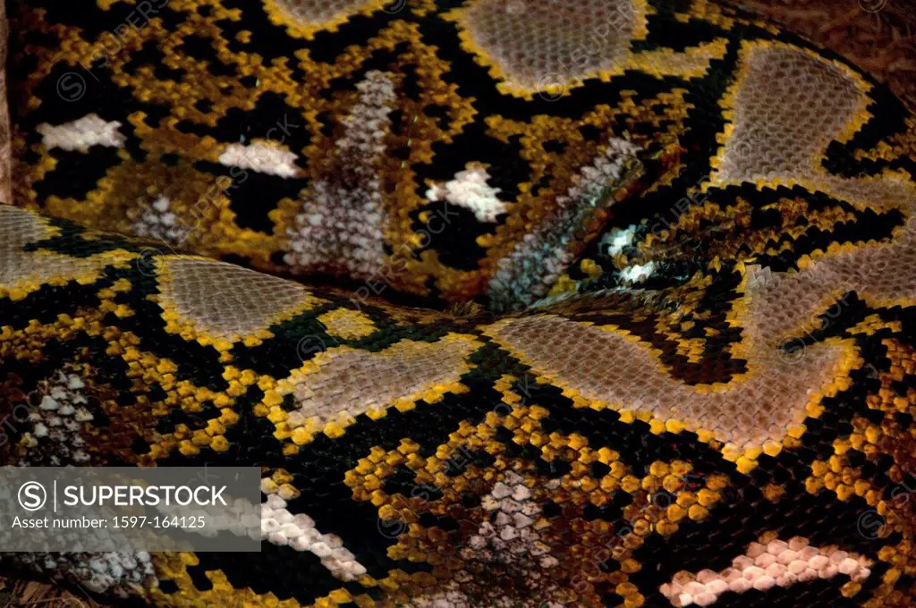reticulated python, python reticulatus, anima, snake, skin, pattern