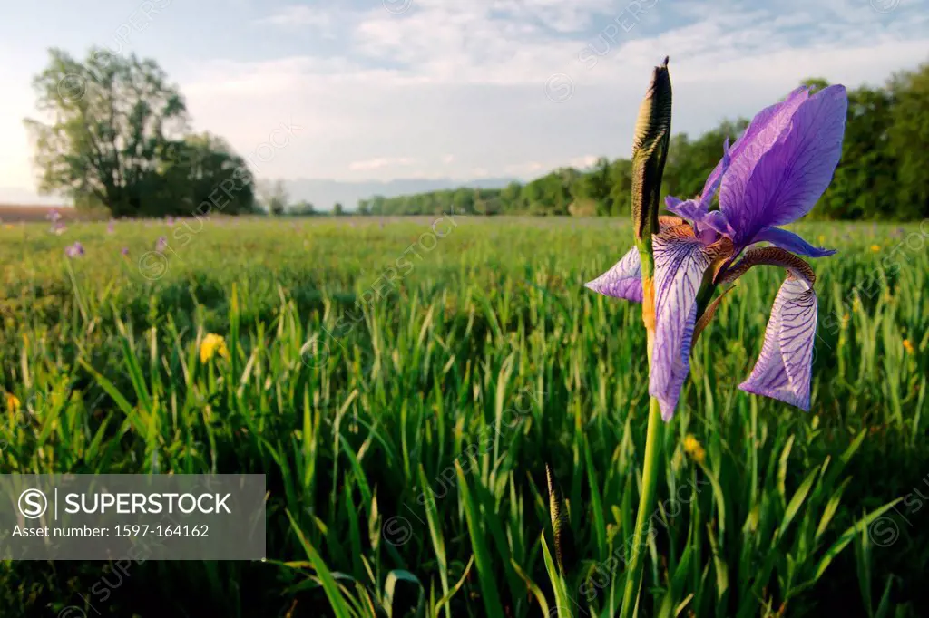 Austria, Europe, Vorarlberg, landscapes, Rheinholz, Rheindelta, grassland, Iris sibirica, irises, flowers,