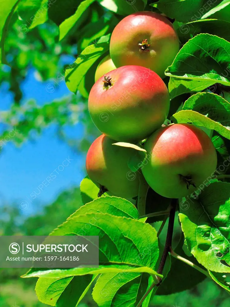 Tree, apple tree, branch, branch, knot, leaves, apples, ripe, red, fruit, pomes, agriculture