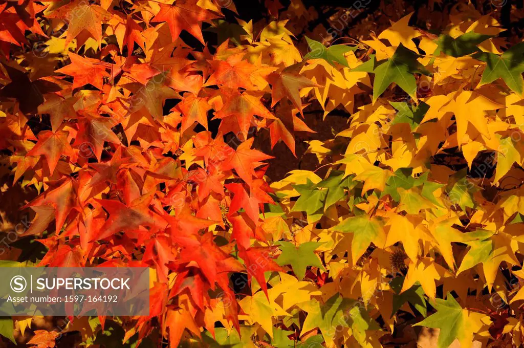 Autumn, leaves, colors, autumn, foliage, red, yellow, maple, Switzerland