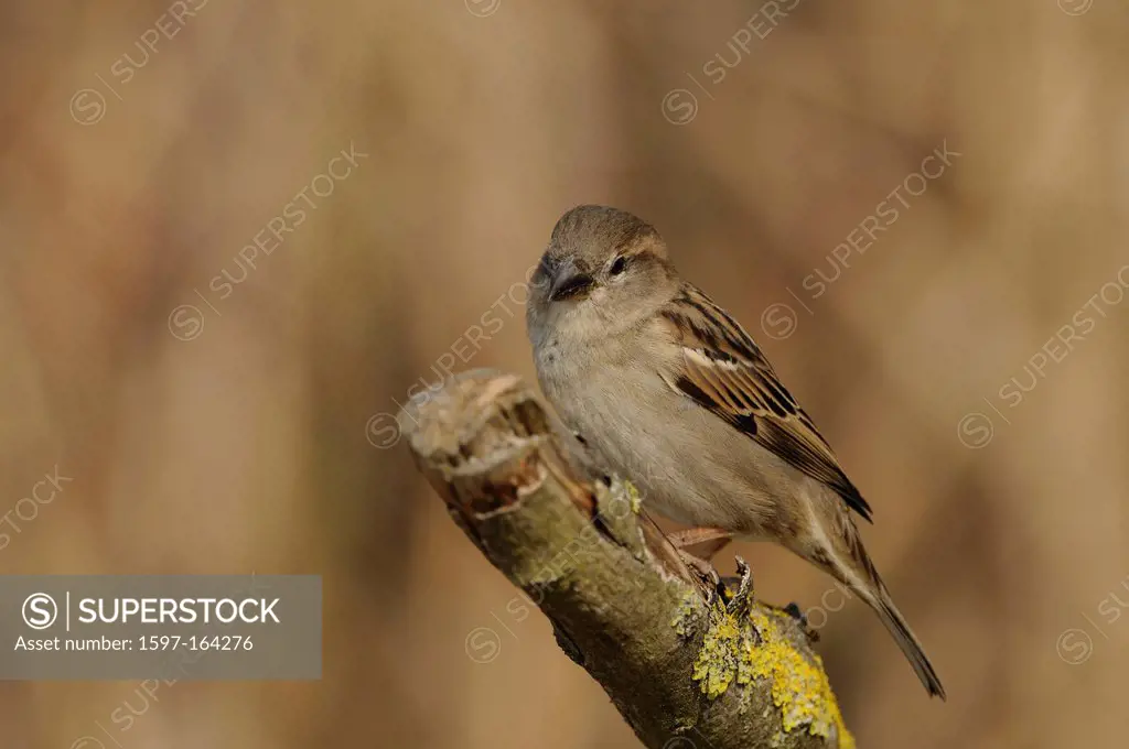House Sparrow, Passer domesticus, Passeridae, female, Sparrow, bird, animal, dam, Klingnau, Canton, Aargau, Switzerland