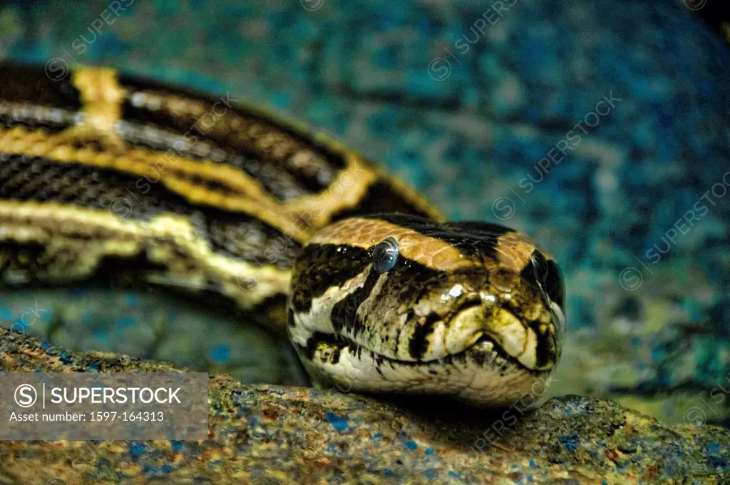 burmese python, python molurus, python, snake, USA, Vereinigte Staaten, Amerika, animal