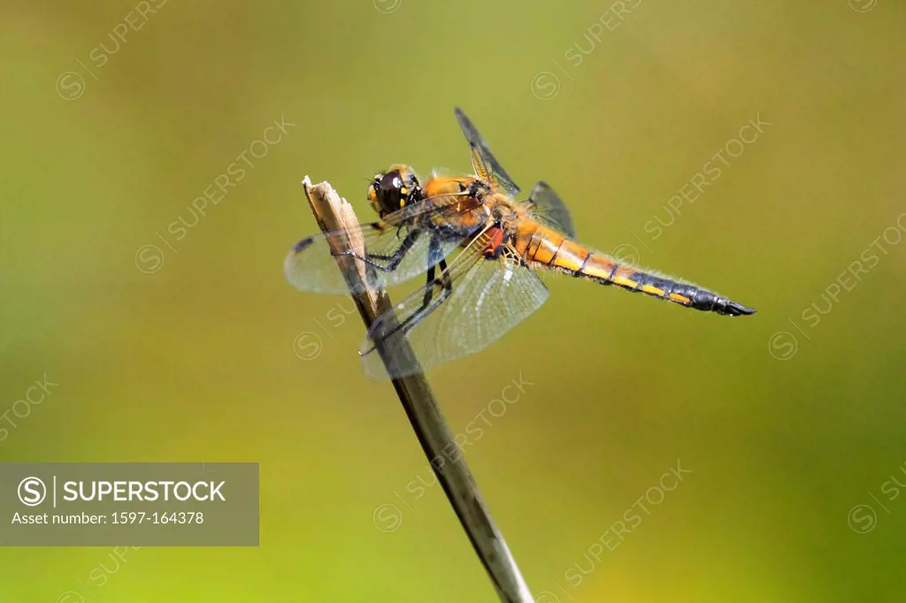 1, dragonfly, Libellula quadrimaculata, portrait, Switzerland, lake, Seleger moor, four-spotted chaser, water, pond, Zurich, branch, Zurich, one, gree...
