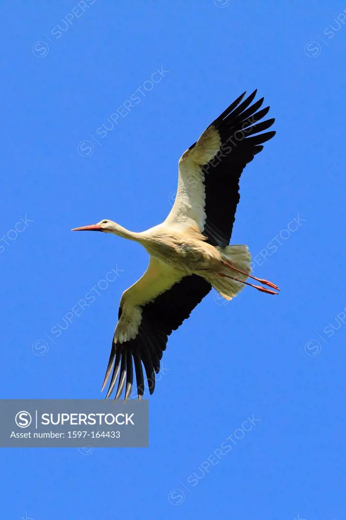 Ciconia ciconia, flight, wing, sky, Oetwil am See, Switzerland, summer, span, stork, bird, white stork, Zurich, blue, blue sky, one, flying,