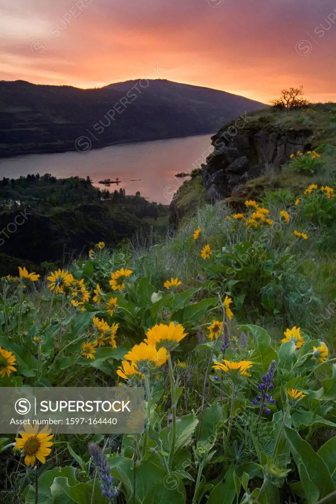 Rowena Point, Sunrise, Balsamroot, Balsamorhiza deltoidea, Columbia River, Gorge, Oregon, OR, Columbia River, water, river, flowers, wildflowers