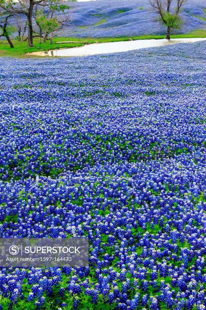 Ennis, Lupinus texensis, Texas, USA, biennial plant, bluebonnets field, spring, plants