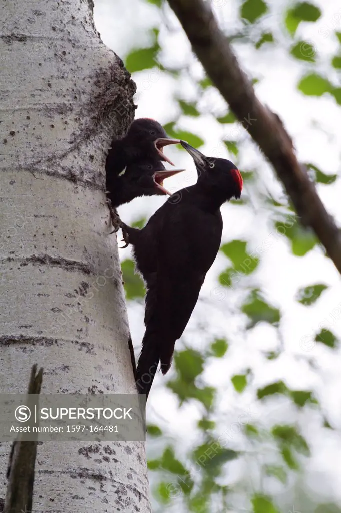 Graubünden, Grisons, Switzerland, animal, black woodpecker, dryocopus martius, woodpecker, bird, tree, birch