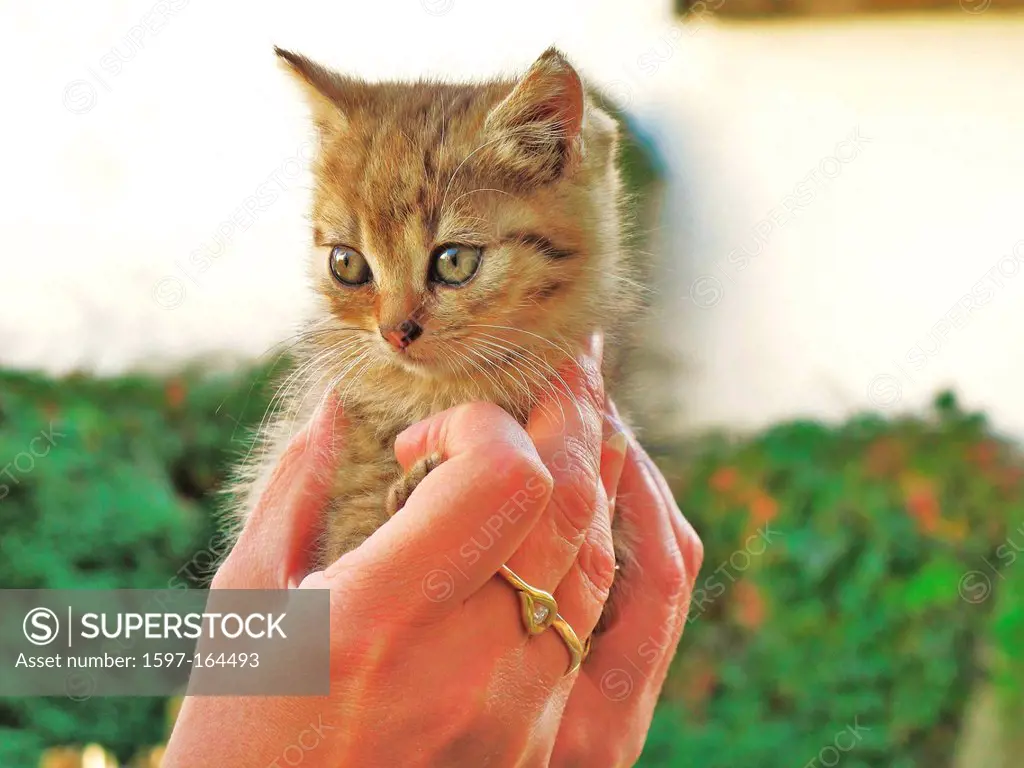 Animal, cat, young, animal, kitten, tiger, brown, hands, security