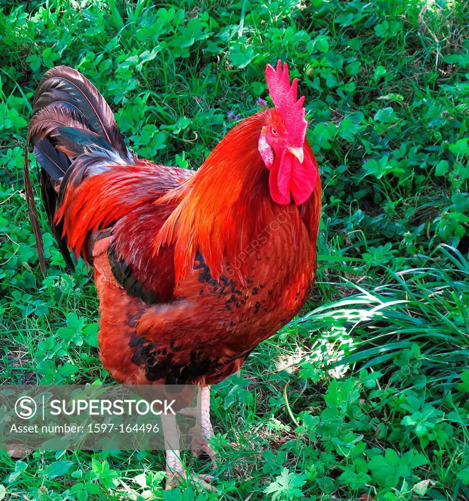 Animal, fowl, cock, feathers, meadow, free range, agriculture