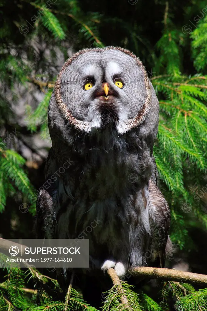 1, eye, beard, whiskers, beard owl, Captive, owl, plumage, owl, portrait, Switzerland, animal park, bird, zoo, branch, one, sit, yellow, gray, largely...