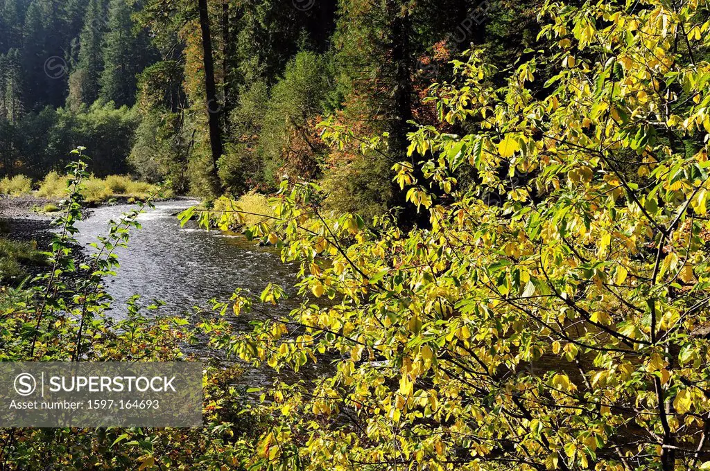 Foliage, North Santiam, River, Cascade Mountains, Oregon, USA, United States, America, North America,