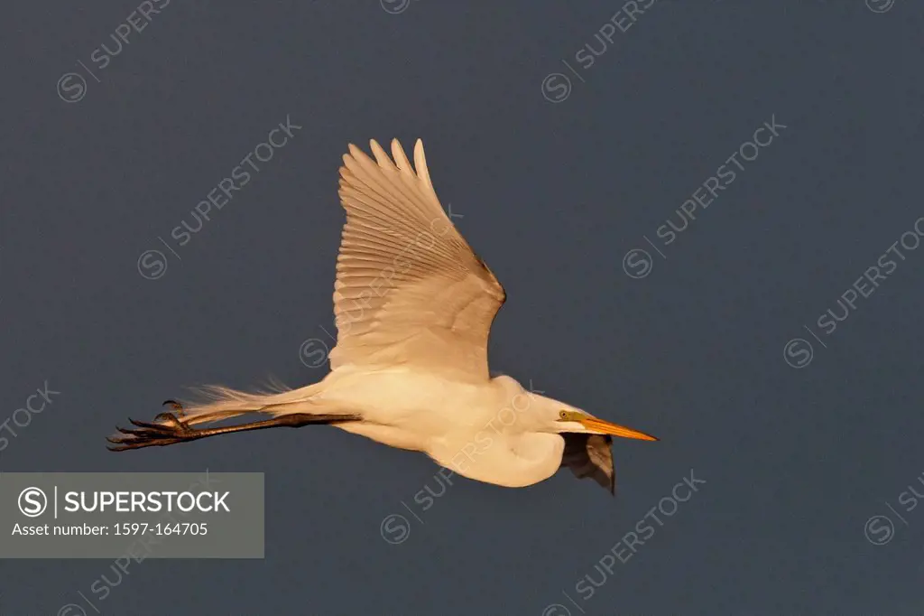 great egret, bird, animal, white, flying, egret