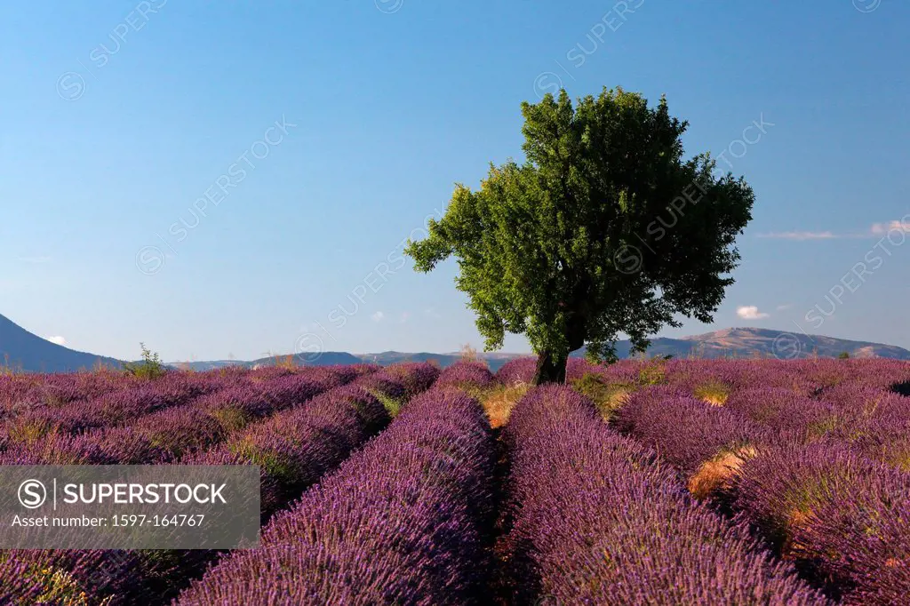 Lavender, agriculture, lavender field, mauve, perfume, Provence, France, smell, tree