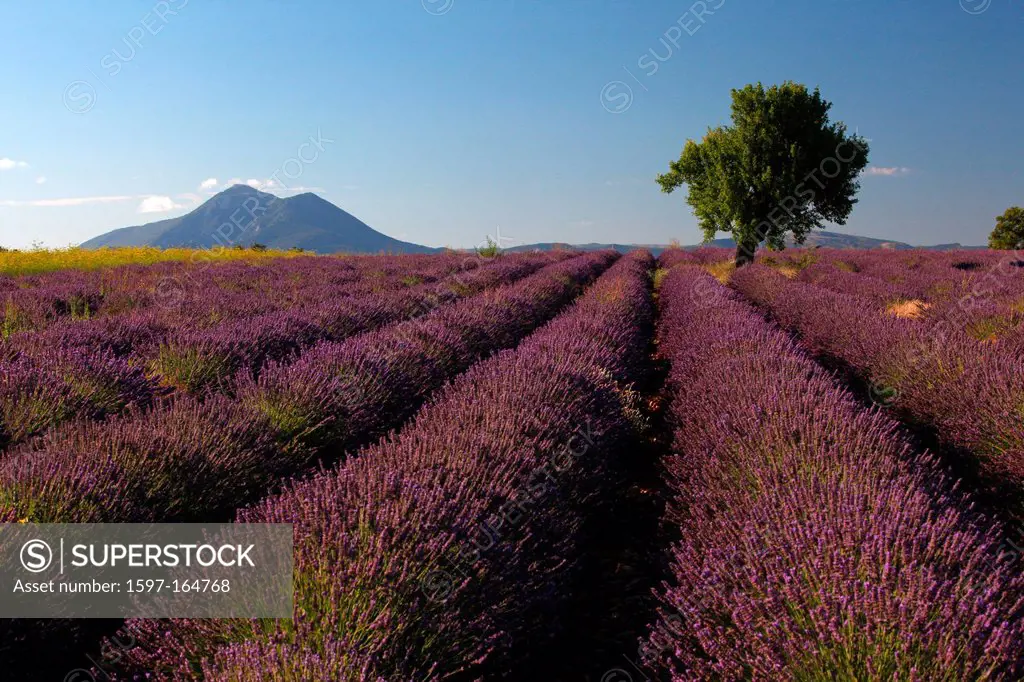 Lavender, agriculture, lavender field, mauve, perfume, Provence, France, smell, tree, mountain, rape