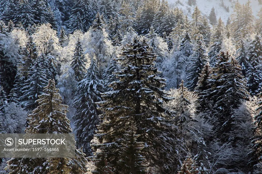 Alps, trees, snow, Switzerland, Europe, sun, sunshine, fir, firs, fir wood, wood, forest, winter, sunny, snow_covered, snowy,