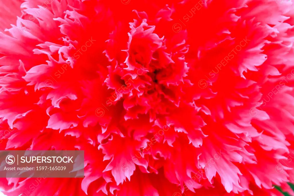 Australia, Ballarat, Victoria, pink, flower, blossom, plant