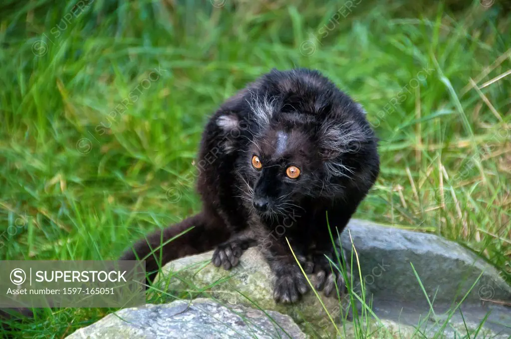 black lemur, eulemur macaco, lemur, animal, USA, United States, America, grass