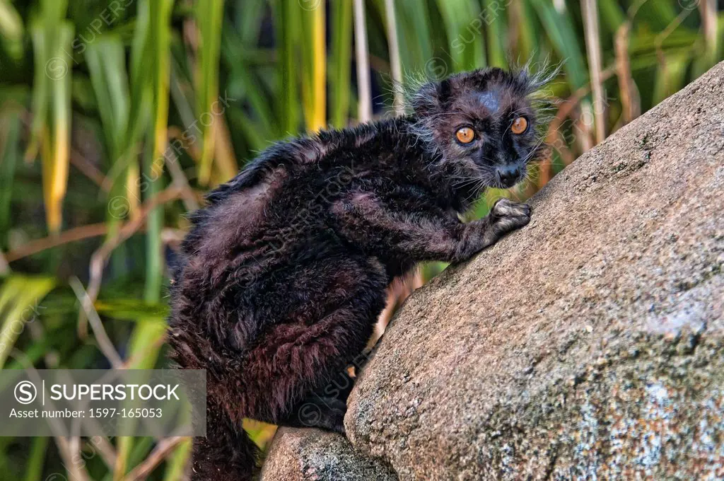 black lemur, eulemur macaco, lemur, animal, USA, United States, America, stone, grass