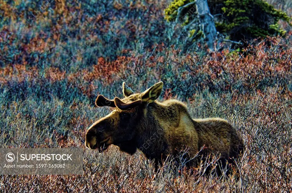 moose, alces alces, Denali, National Park, Alaska, USA, United States, America, elk, animal