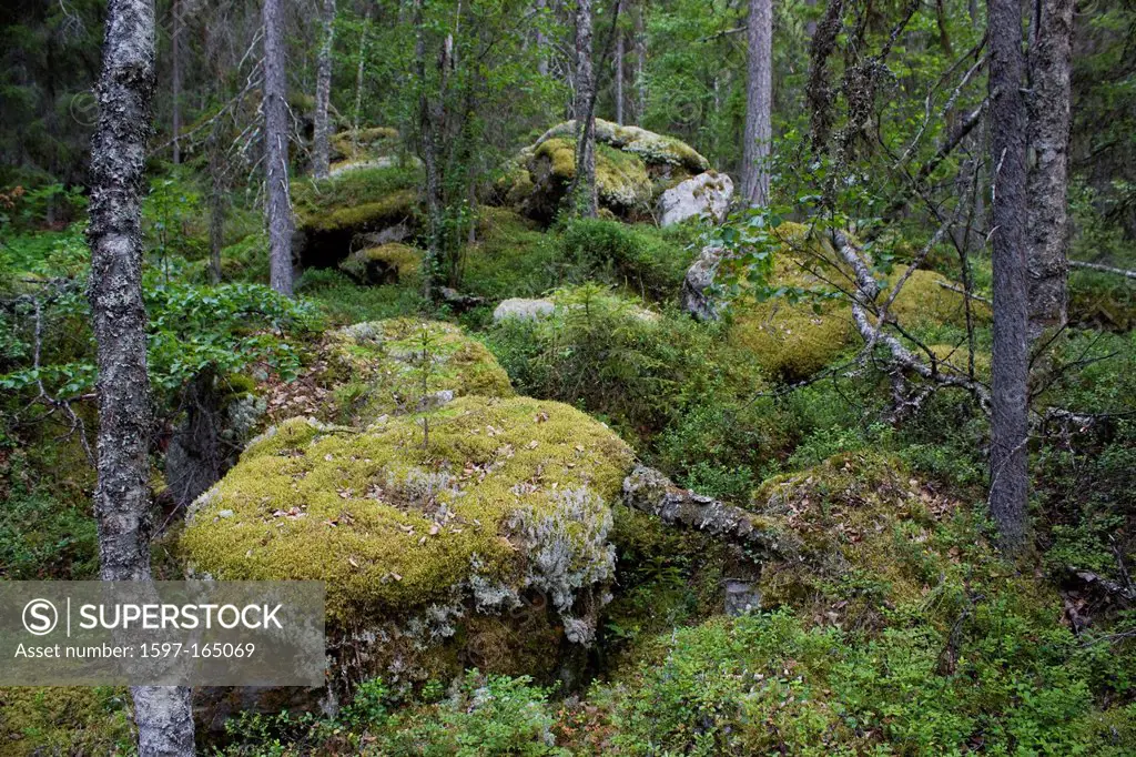 Scandinavia, Finland, north, Europe, Northern Europe, country, vacation, wood, forest, wood, forest, forest soil, moss, wilderness, jungle,