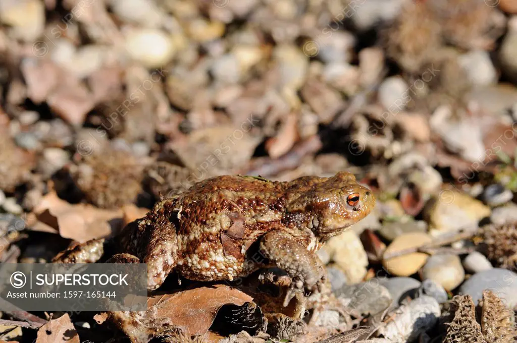 Common toad, Bufo bufo, Bufonidae, toad, animal, amphibious animal, Helsighausen, Canton, Thurgau, Switzerland
