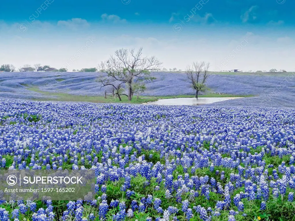 Ennis, Lupinus texensis, Texas, USA, biennial plant, field, bluebonnets, spring, Texas, wildflowers