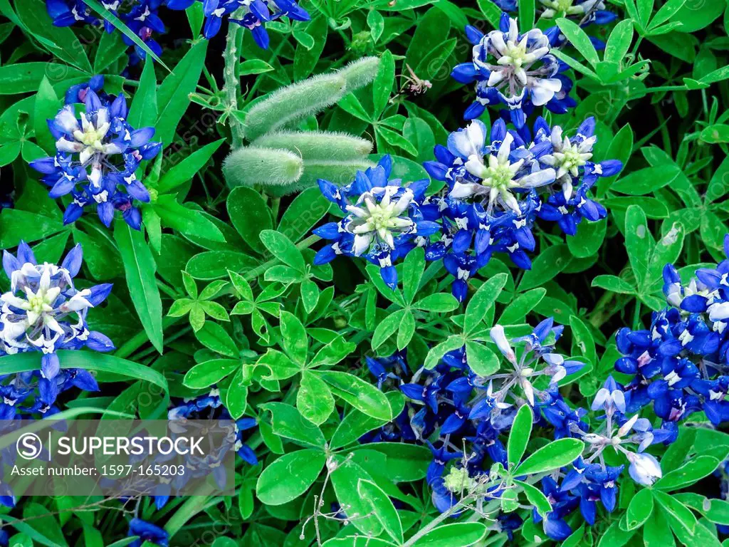Ennis, Lupinus texensis, Texas, USA, biennial plant, field, bluebonnets, spring, Texas, wildflowers
