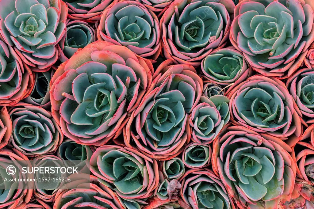 Aeonium haworthii, Australia, Ballarat, Haworth´s aeonium, Victoria, pinwheel, stonecrop, succulent, plant