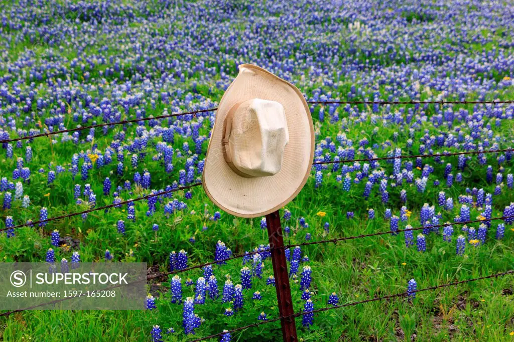 Ennis, Lupinus texensis, Texas, USA, biennial plant, bluebonnets field, spring, hat, straw hat, wire fence
