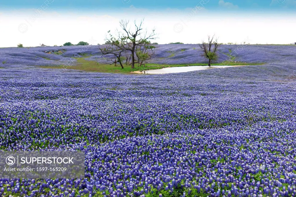 Ennis, Lupinus texensis, Texas, USA, biennial plant, bluebonnets field, spring, plants