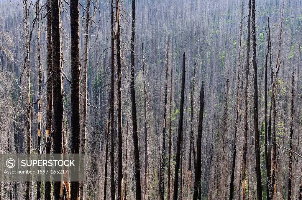 Burned forest, forest, wood, Nez Perce, trees, Trail, Idaho, USA, United States, America, North America,